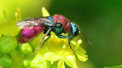 Chrysura dichroa