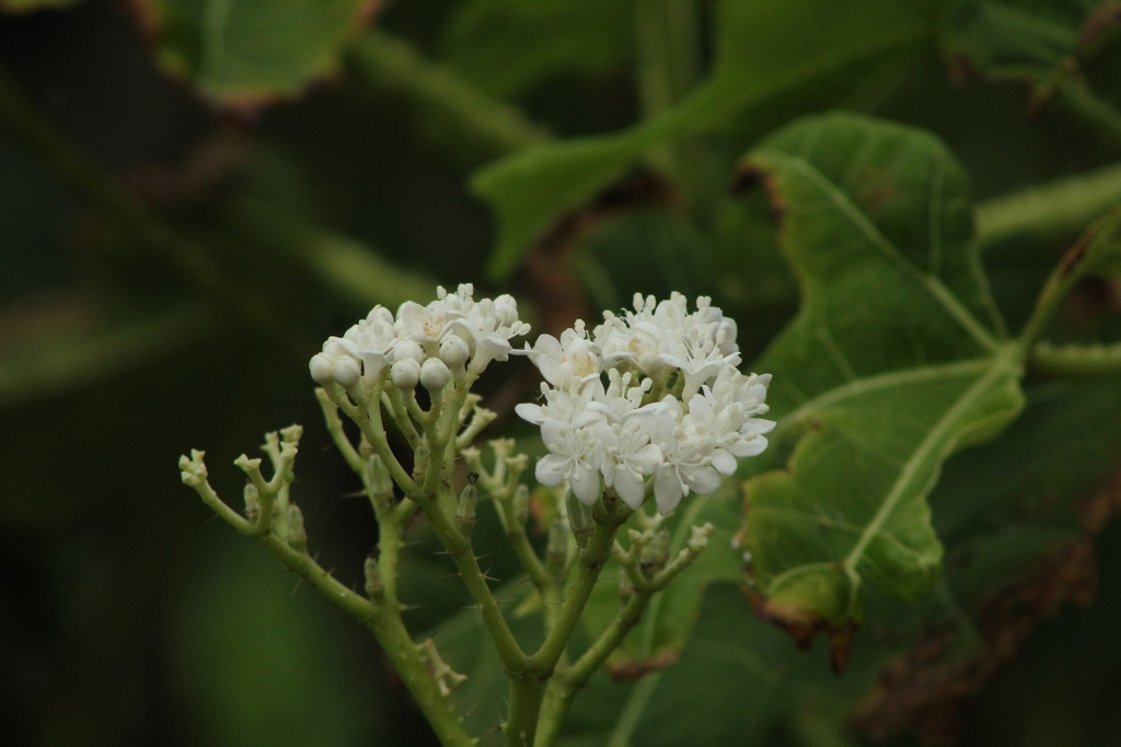 Cnidoscolus megacanthus; photograph (c) Carlos Domínguez-Rodríguez, some rights reserved (CC BY)