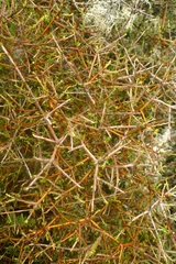 Pittosporum anomalum