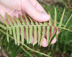 Polystichum imbricans curtum