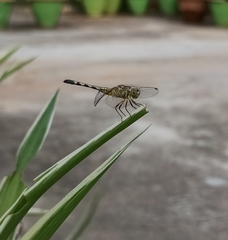 Diplacodes trivialis