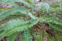 Polystichum imbricans curtum