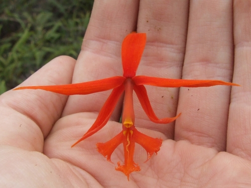 Epidendrum macrocarpum, photograph 4