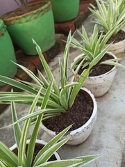 Diplacodes trivialis