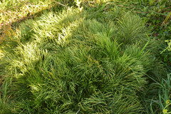 Aciphylla dieffenbachii