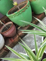 Diplacodes trivialis