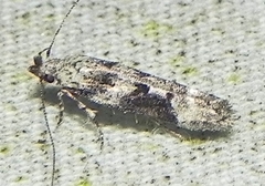 Coleotechnites atrupictella