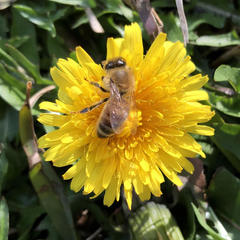 Apis mellifera