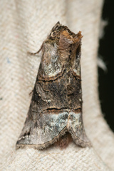 Abrostola tripartita