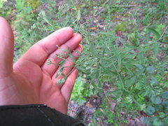 Eupatorium torreyanum
