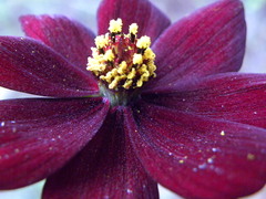 Cosmos atrosanguineus