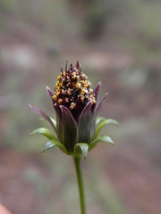 Cosmos atrosanguineus
