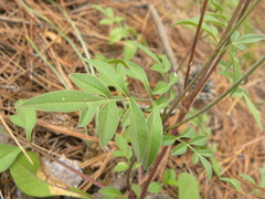Cosmos atrosanguineus