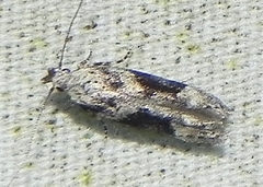 Coleotechnites atrupictella