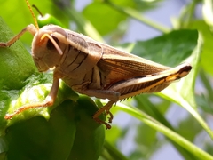Melanoplus bivittatus