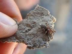 Prodidomus amaranthinus