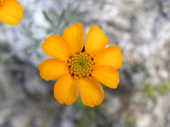 Dyssodia tagetiflora