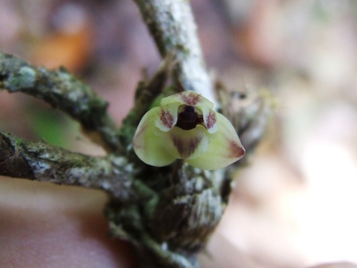 Image of Scaphyglottis modesta by (c) Thibaud Aronson, some rights reserved (CC BY-SA)