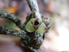 (c) Thibaud Aronson, some rights reserved (CC BY-SA) Scaphyglottis modesta, photograph (c) Thibaud Aronson, some rights reserved (CC BY-SA)