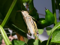 Melanoplus bivittatus