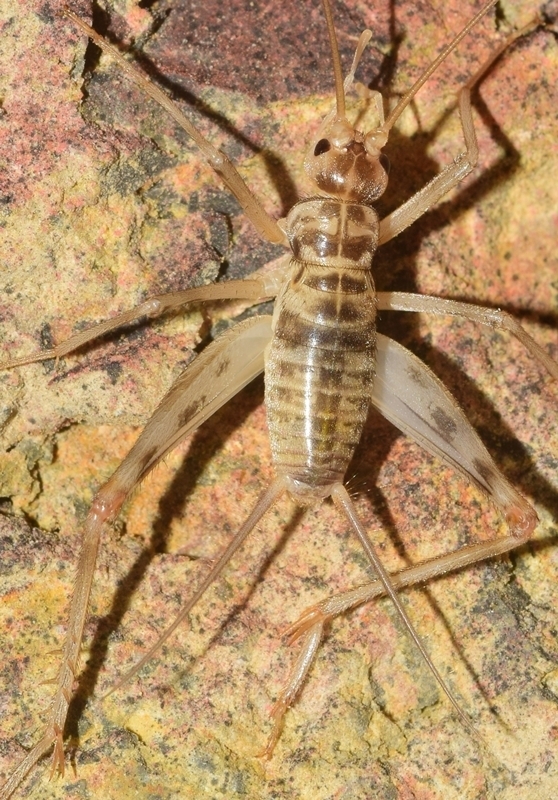 Petaloptila barrancoi