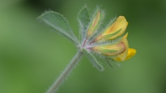 Lotus palustris