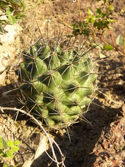 Coryphantha clavata clavata