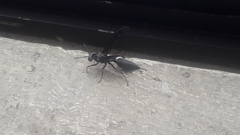 Synoeca septentrionalis