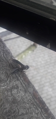 Synoeca septentrionalis