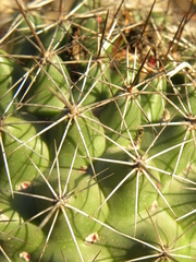 Coryphantha clavata clavata