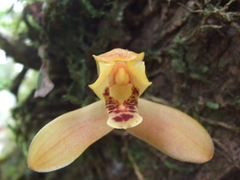 Maxillaria tenuibulba