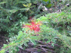 Calliandra haematomma