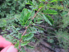 Calliandra haematomma