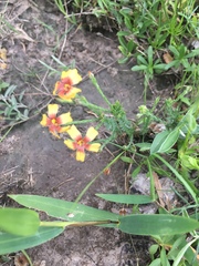 Linaceae