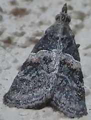 Satole ligniperdalis