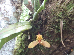 Maxillaria tenuibulba