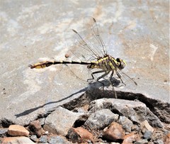Phanogomphus militaris