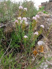 Aethionema saxatile ovalifolium