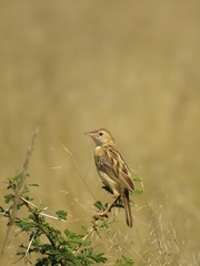 Cisticola aridulus