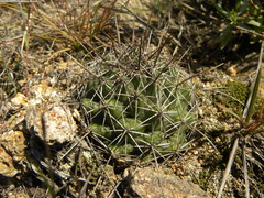 Coryphantha clavata clavata