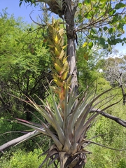 Tillandsia bourgaei