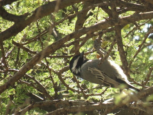 Ashy Tit (Melaniparus cinerascens)