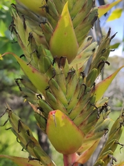 Tillandsia bourgaei