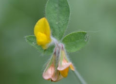 Lotus palustris