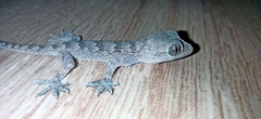 Hemidactylus flaviviridis