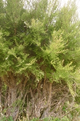 Kunzea serotina