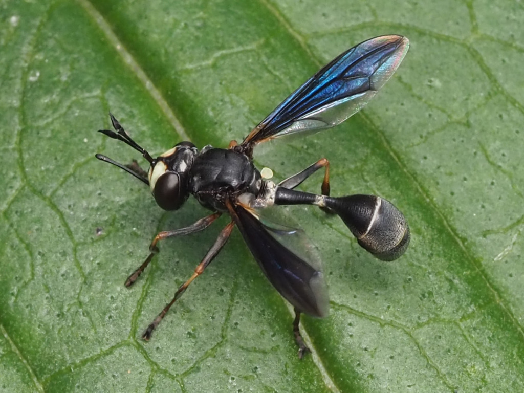 Common Eastern Physocephala