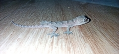 Hemidactylus flaviviridis