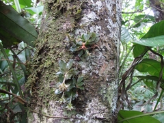 Eurystyles cotyledon