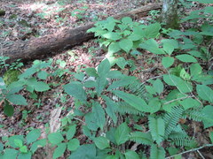 Asimina triloba